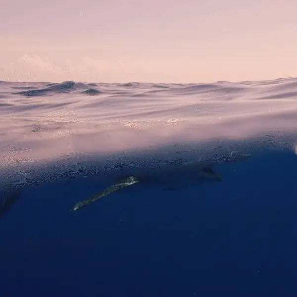 4ocean Shark Bracelet - Image 8