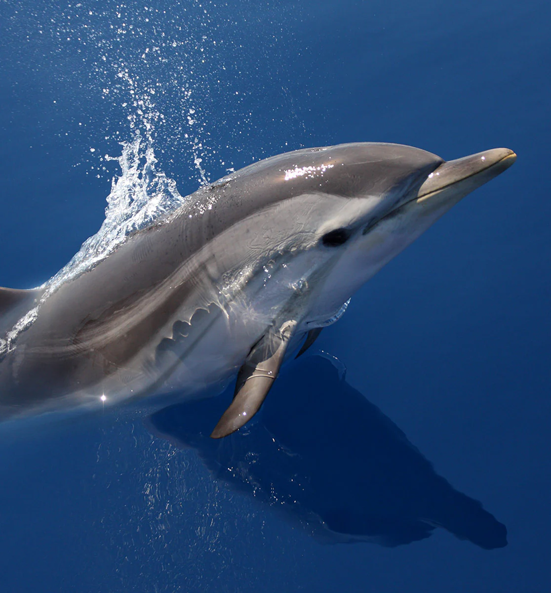 Mission Blue - Image 3