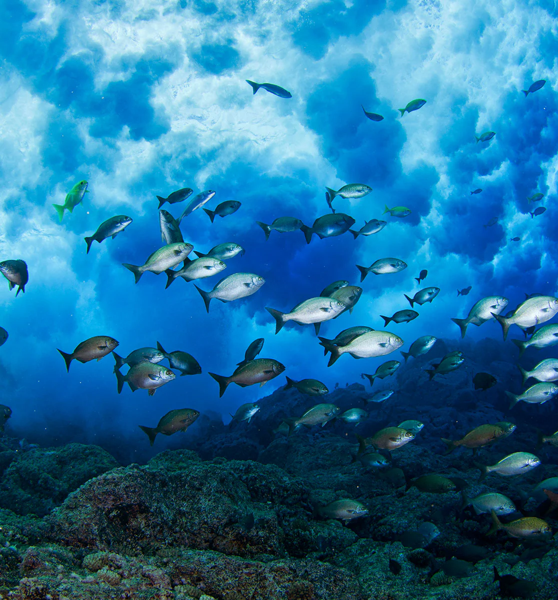 Oceana - $2.00 - Image 3